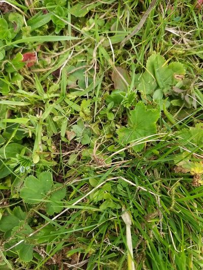 Alchemilla xanthochlora, photographed by Sara Steeles-Yates