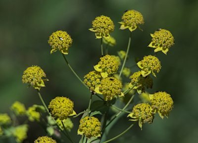 Bupleurum multinerve, photographed by Pavel Komkov