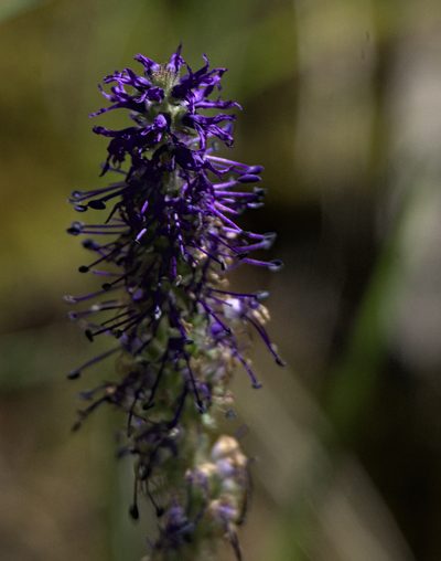 Veronica porphyriana, photographed by Pavel Komkov