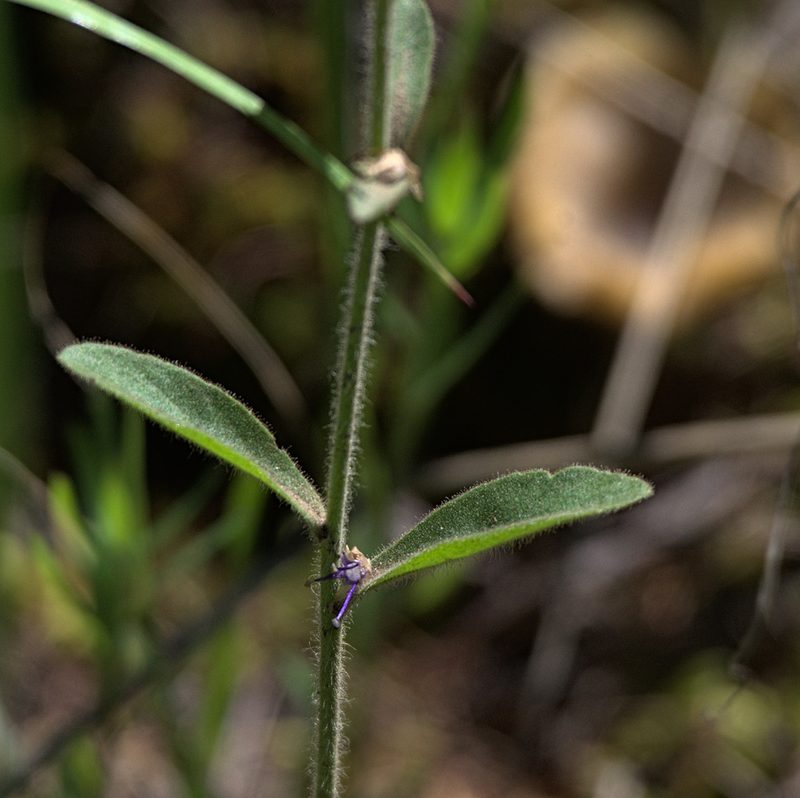 Veronica porphyriana, photographed by Pavel Komkov