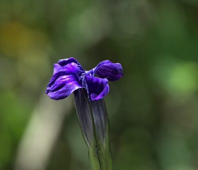 Gentianopsis barbata, photographed by Pavel Komkov