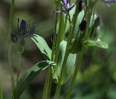 Swertia obtusa, photographed by Pavel Komkov