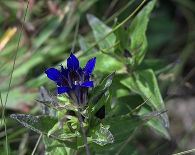 Gentiana dschungarica, photographed by Pavel Komkov