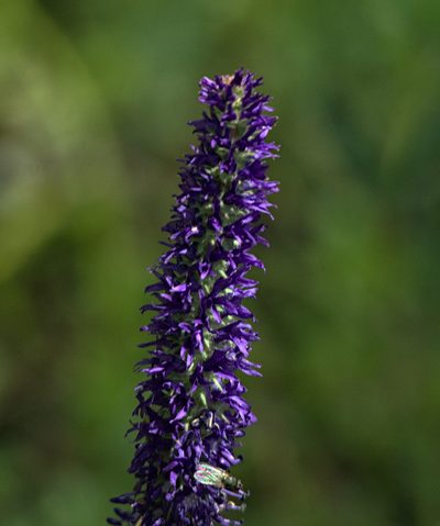 Veronica porphyriana, photographed by Pavel Komkov