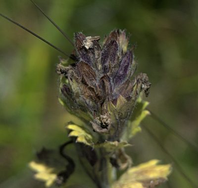 Dracocephalum grandiflorum, photographed by Pavel Komkov