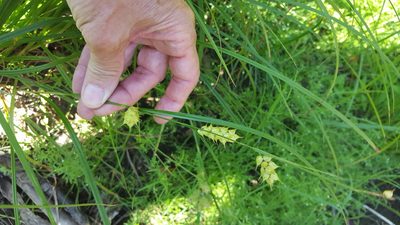 Carex tuckermanii, photographed by Norma Malinowski