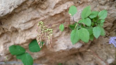 Trachelium caeruleum, photographed by Jordi Moreno-Romero