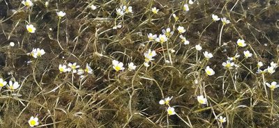 Ranunculus circinatus, photographed by Алексей Ябс