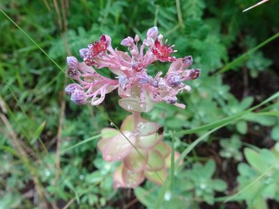 Hylotelephium anacampseros, photographed by Thomas Koffel