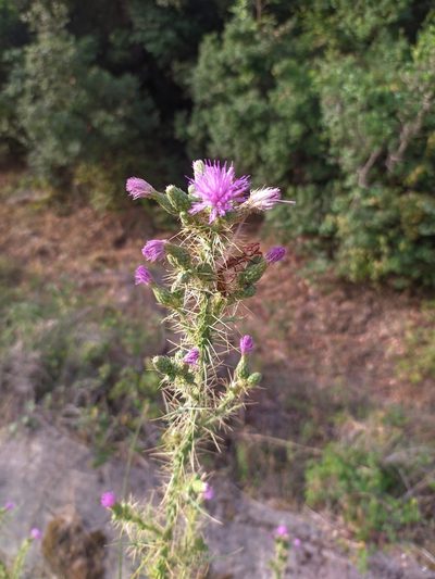 Cirsium creticum, photographed by George Papademetriou