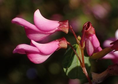 Hypocalyptus oxalidifolius, photographed by Nicola van Berkel