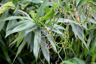 Dracaena angustifolia, photographed by Agnes Trekker