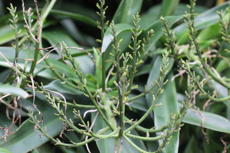 Dracaena angustifolia, photographed by Agnes Trekker