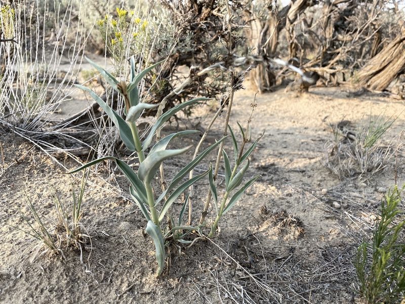 Penstemon angustifolius, photographed by Bobby McCabe
