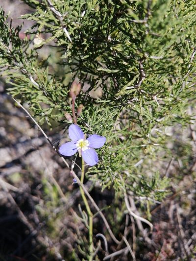 Heliophila bulbostyla, photographed by Danie Palm