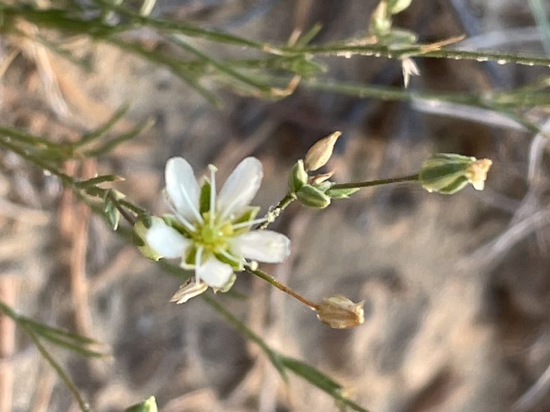 Eremogone eastwoodiae, photographed by Bobby McCabe