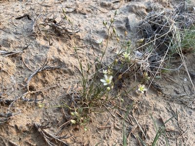 Eremogone eastwoodiae, photographed by Bobby McCabe