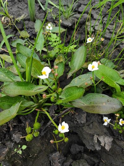 Sagittaria natans, photographed by Valentin Kosterin