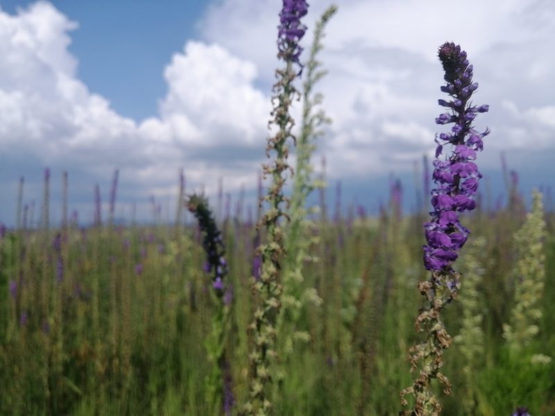 Lobelia fenestralis, photographed by Erick Vélez Sánchez