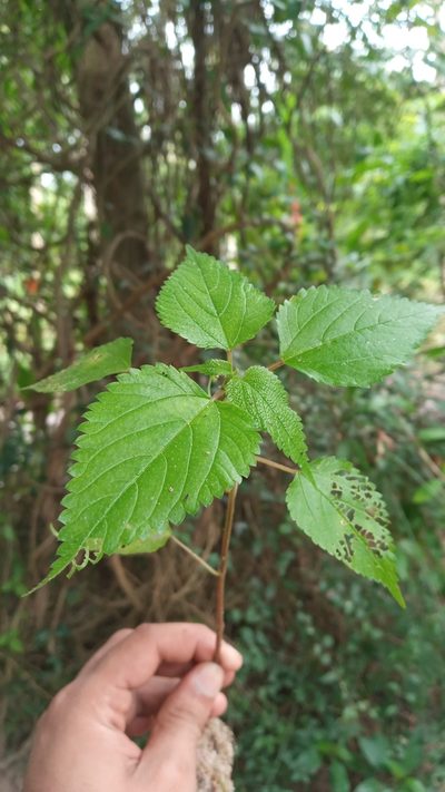 Laportea interrupta, photographed by R K