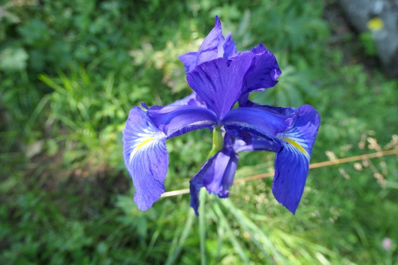Iris latifolia, photographed by Rafael Medina
