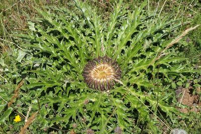 Carlina acanthifolia, photographed by Rafael Medina