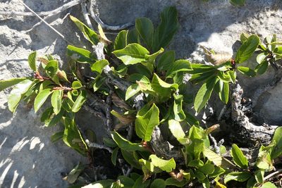 Rhamnus pumila, photographed by Rafael Medina