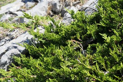 Juniperus sabina, photographed by Rafael Medina