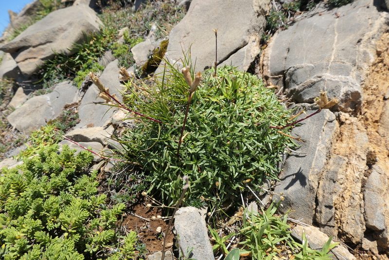 Saponaria caespitosa, photographed by Rafael Medina
