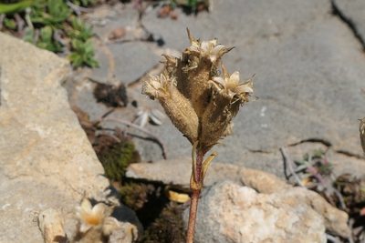 Saponaria caespitosa, photographed by Rafael Medina