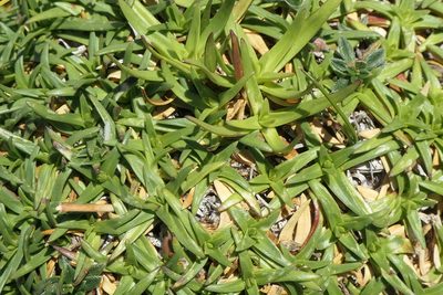 Saponaria caespitosa, photographed by Rafael Medina