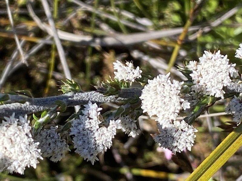 Metalasia galpinii, photographed by Christina