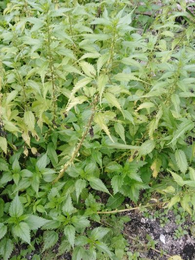 Urtica kioviensis, photographed by Татьяна Горбушина