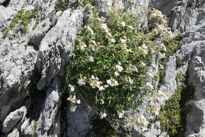 Potentilla alchimilloides, photographed by Rafael Medina