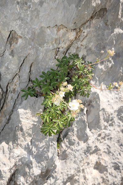 Potentilla alchimilloides, photographed by Rafael Medina