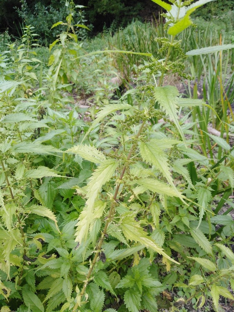 Urtica kioviensis, photographed by Татьяна Горбушина