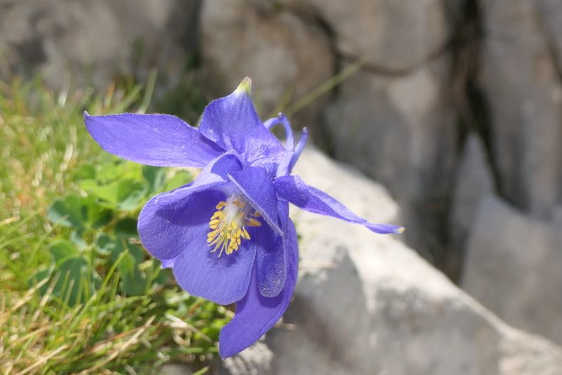 Aquilegia pyrenaica, photographed by Rafael Medina