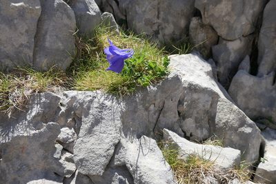 Aquilegia pyrenaica, photographed by Rafael Medina