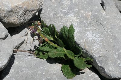 Horminum pyrenaicum, photographed by Rafael Medina