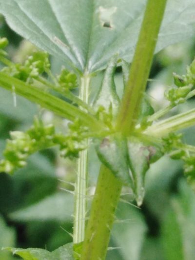 Urtica kioviensis, photographed by Татьяна Горбушина