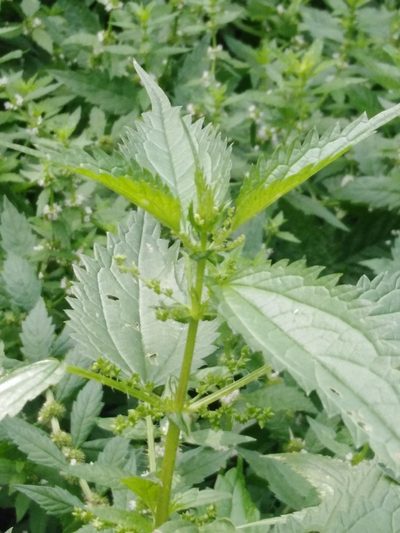 Urtica kioviensis, photographed by Татьяна Горбушина