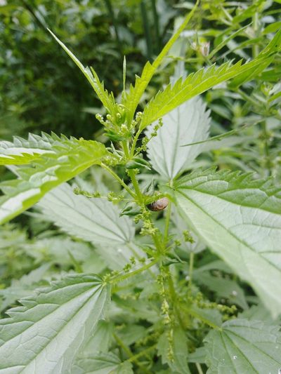 Urtica kioviensis, photographed by Татьяна Горбушина