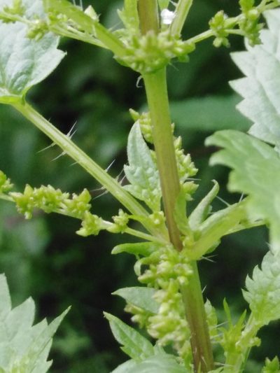 Urtica kioviensis, photographed by Татьяна Горбушина