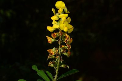 Crotalaria spectabilis, photographed by S.MORE