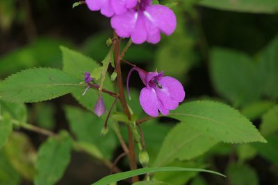 Impatiens balsamina, photographed by Dinesh Valke