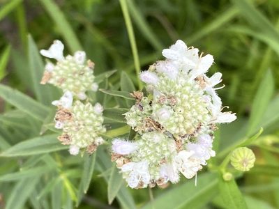 Pycnanthemum virginianum, photographed by Carol Ann McCormick