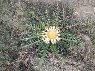Carlina acanthifolia, photographed by Ben Costamagna