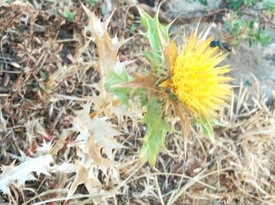 Carlina hispanica, photographed by Ben Costamagna