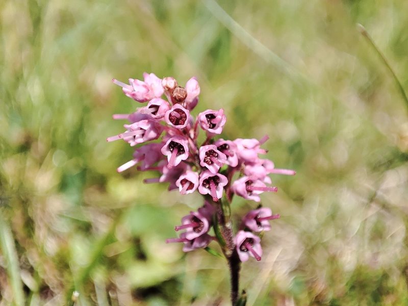 Erica spiculifolia, photographed by xulescu_g