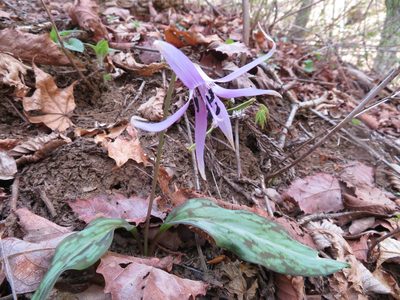 Erythronium japonicum, photographed by Marco Mussita